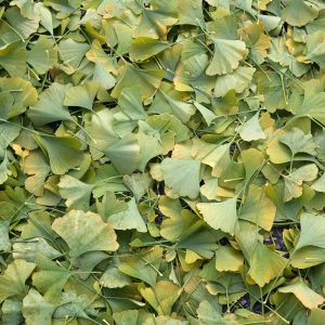 Gingko Leaves, 2007